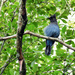 Stellar Jay 