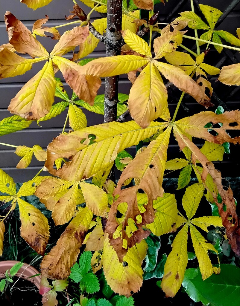 Autumn leaves on the Horse Chestnut tree.  by grace55