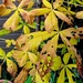 Autumn leaves on the Horse Chestnut tree. 