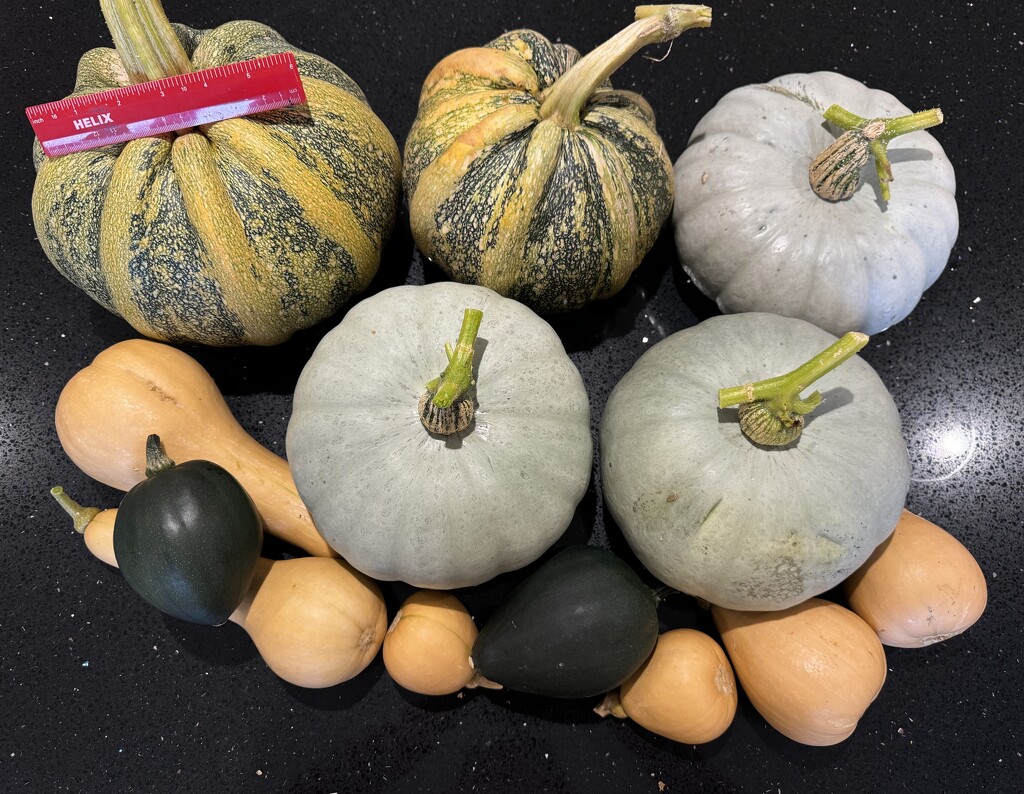 My Crop of Winter Squash by susiemc