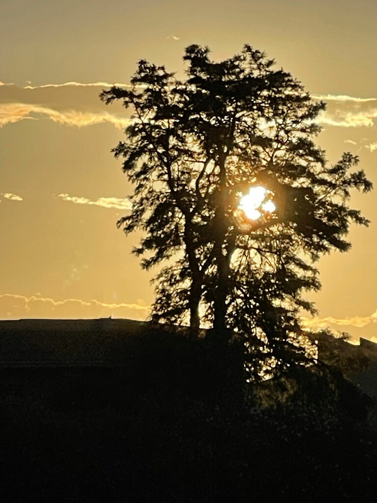 9 17 Early Morning Sun through tree by sandlily