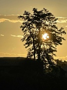 17th Sep 2024 - 9 17 Early Morning Sun through tree