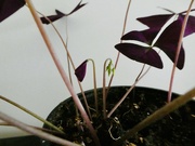 20th Sep 2024 - New Oxalis leaves and flowers