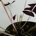 New Oxalis leaves and flowers