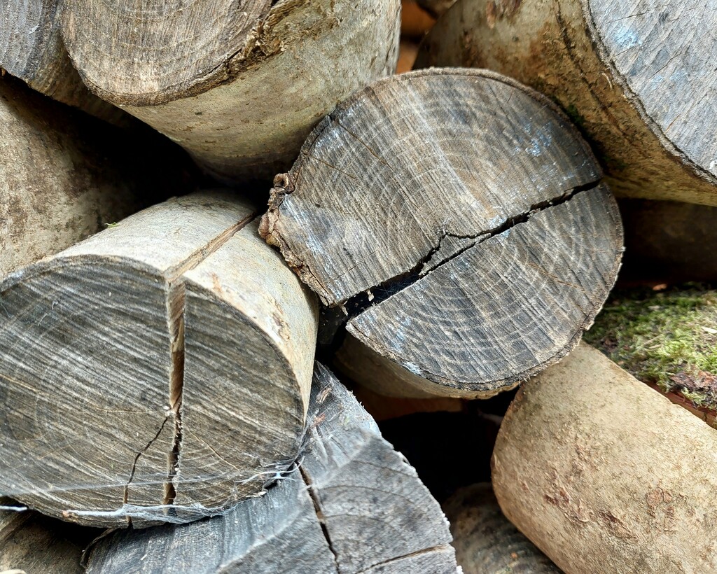 Log pile by samcat