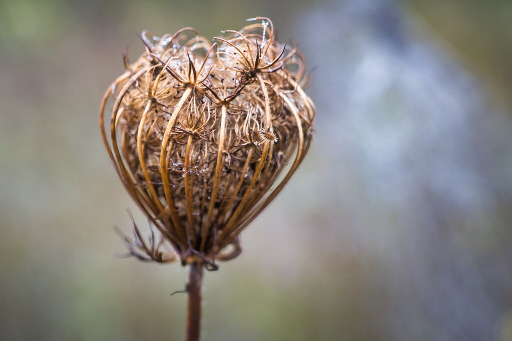 Wild Carrot by okvalle