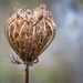 Wild Carrot