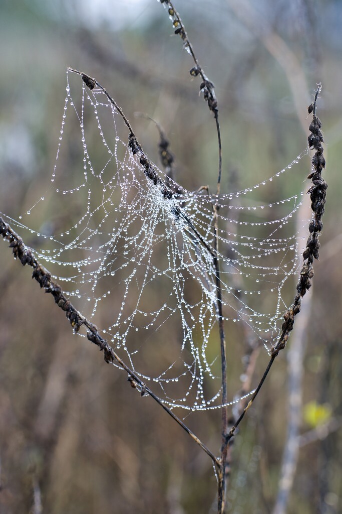 Droplets on web by okvalle