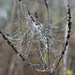 Droplets on web