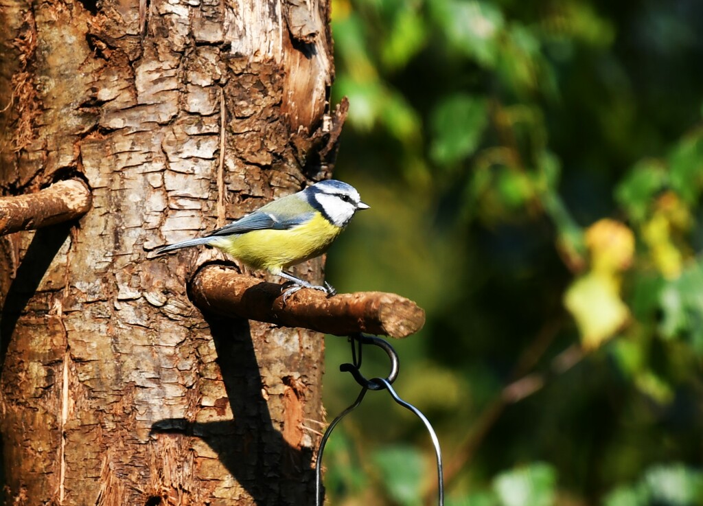 Sitting on the branch by rosiekind