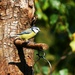 Sitting on the branch