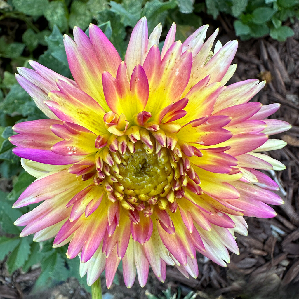 Dahlia #5 by shutterbug49