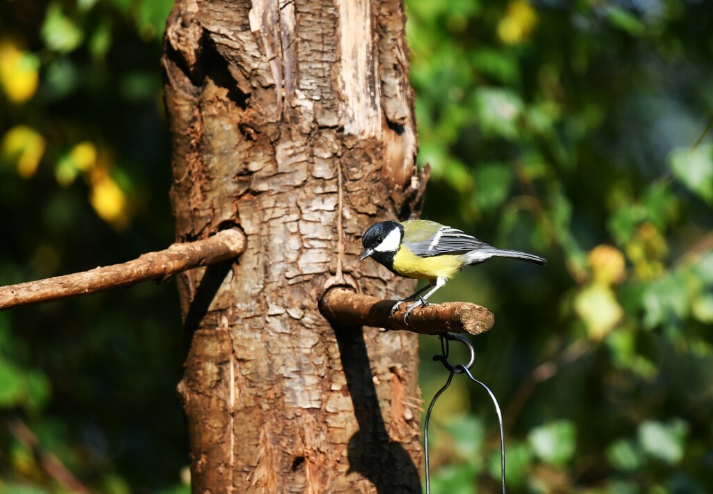 Great tit today by rosiekind