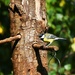 Great tit today