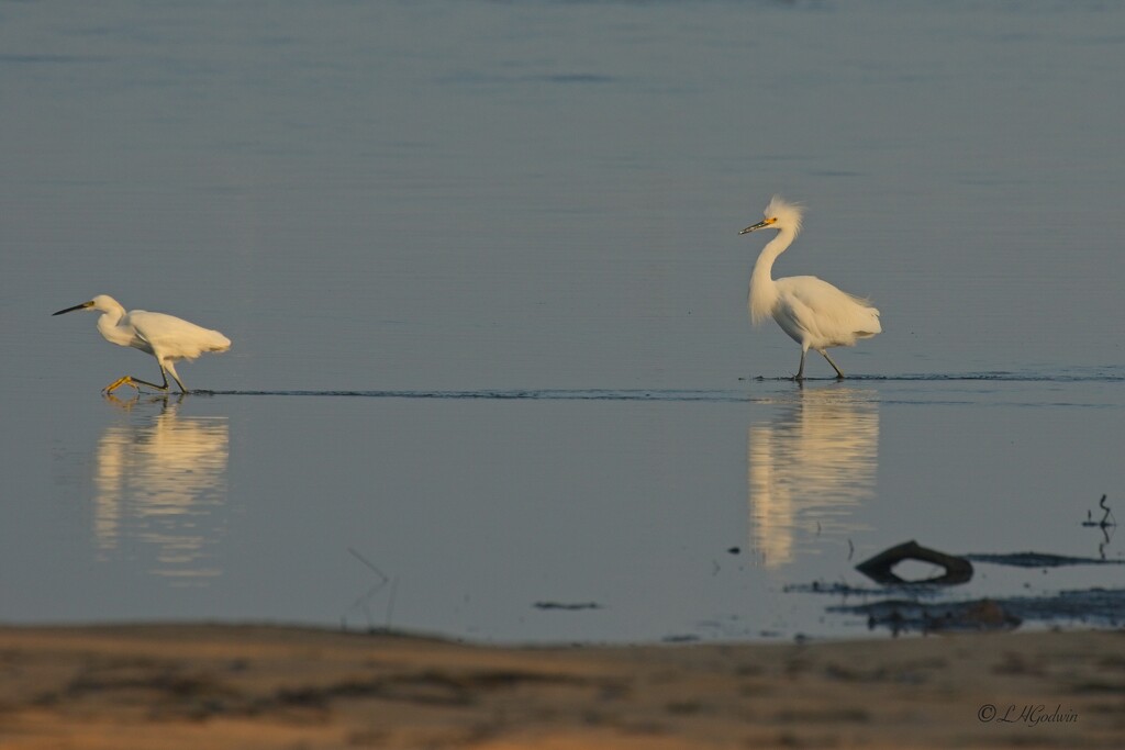 LHG_3615 The  Egret and  the other is a thief by rontu