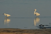 20th Sep 2024 - LHG_3615 The  Egret and  the other is a thief