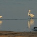 LHG_3615 The  Egret and  the other is a thief