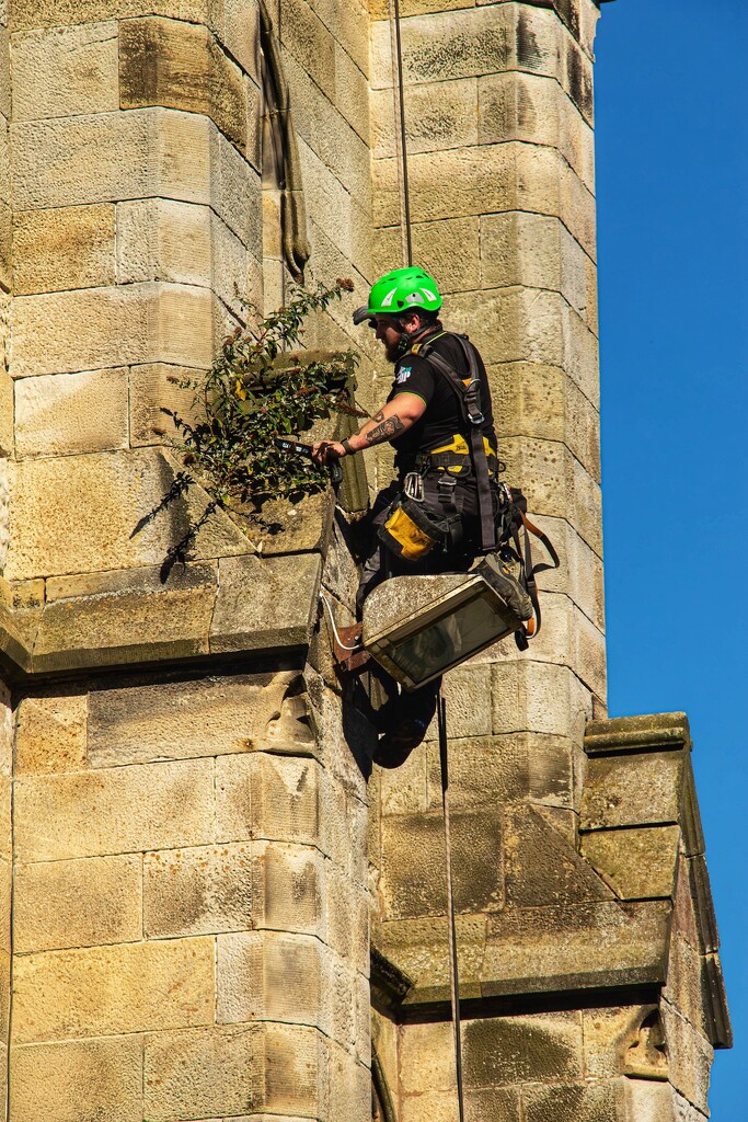 A steeplejack doing some gardening….. by billdavidson