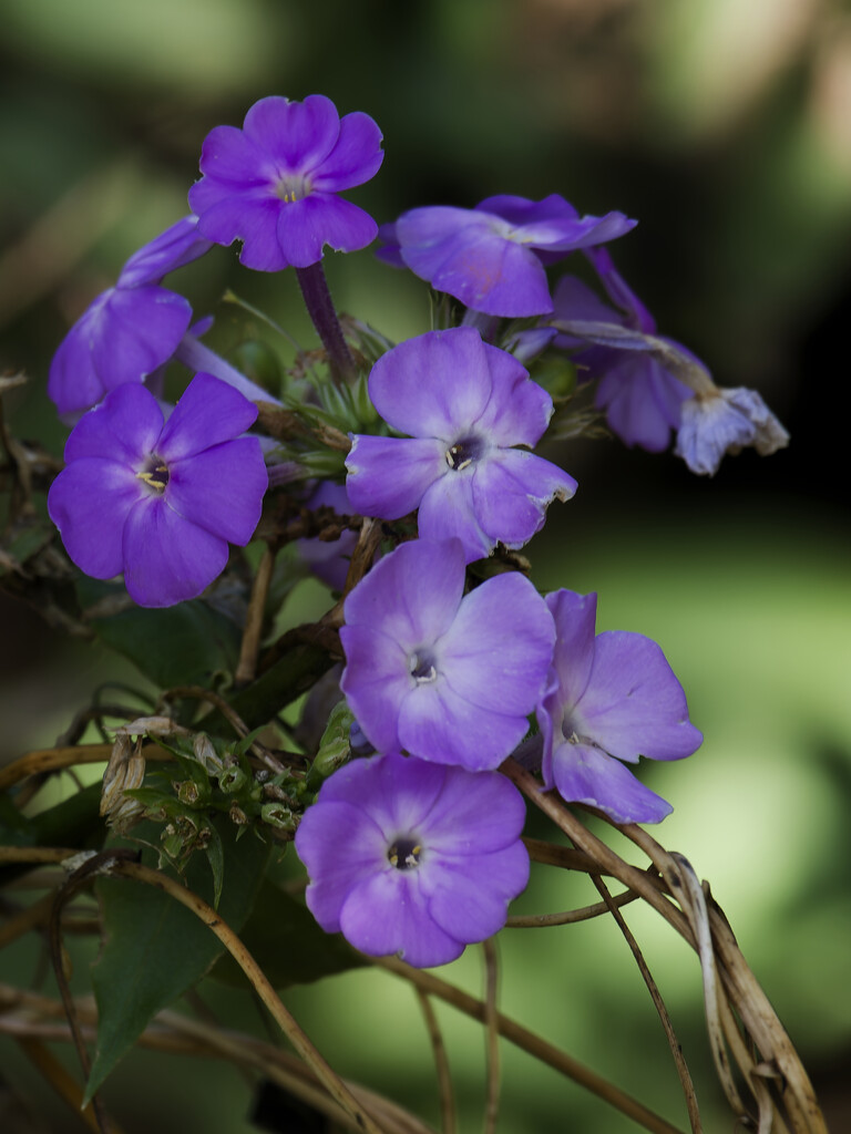 fall phlox by rminer