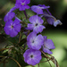 fall phlox