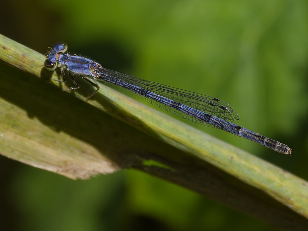 fragile forktail damselfly by rminer