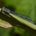 fragile forktail damselfly