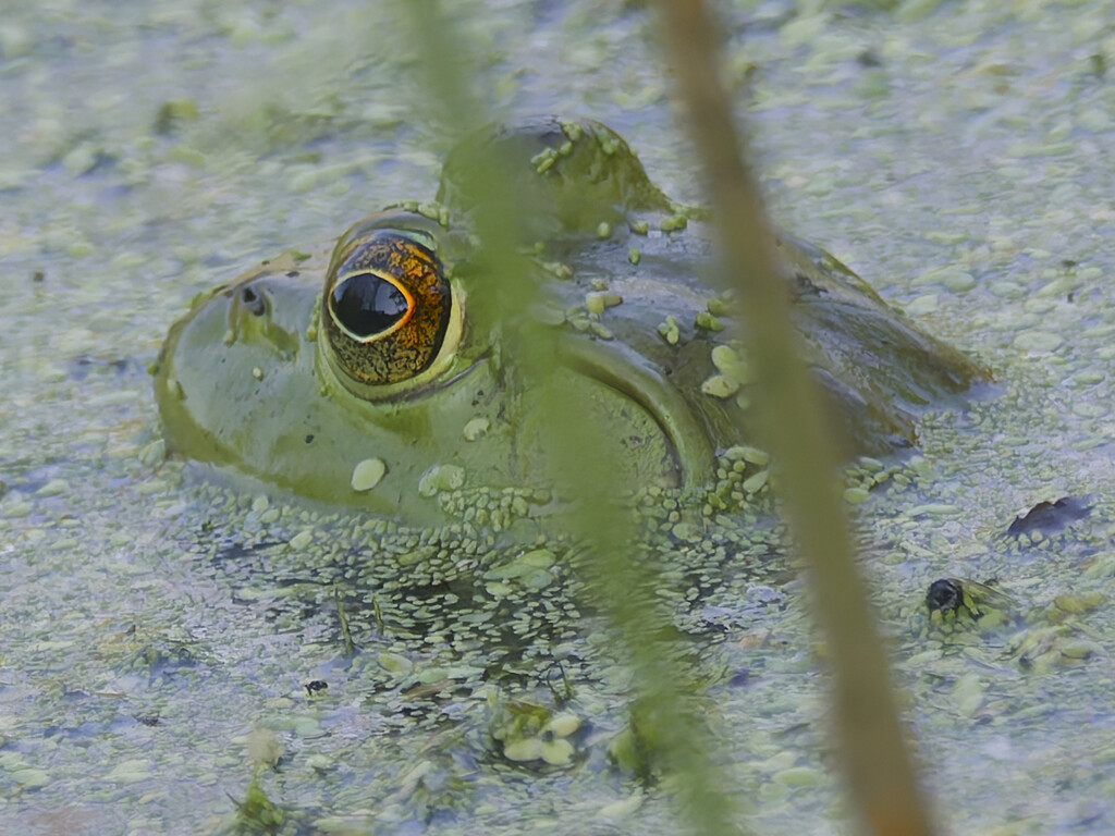 American bullfrog by rminer