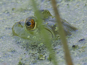 20th Sep 2024 - American bullfrog