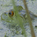 American bullfrog