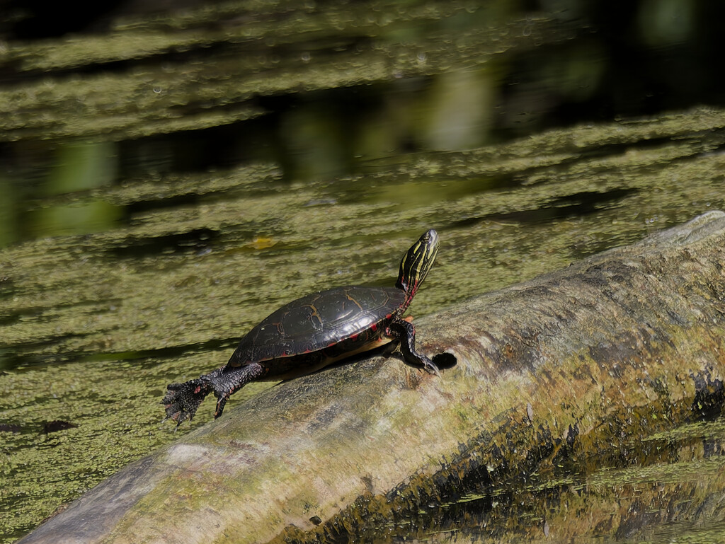 painted turtle by rminer