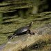 painted turtle