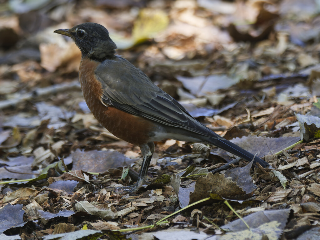 American robin by rminer