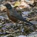 American robin