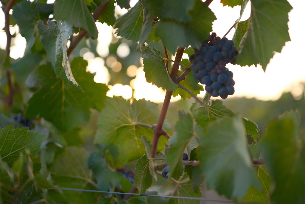 Some grapes in Napa Valley by josharp186