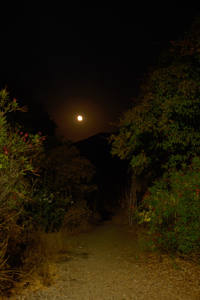 Night stroll- San Rafael  by josharp186