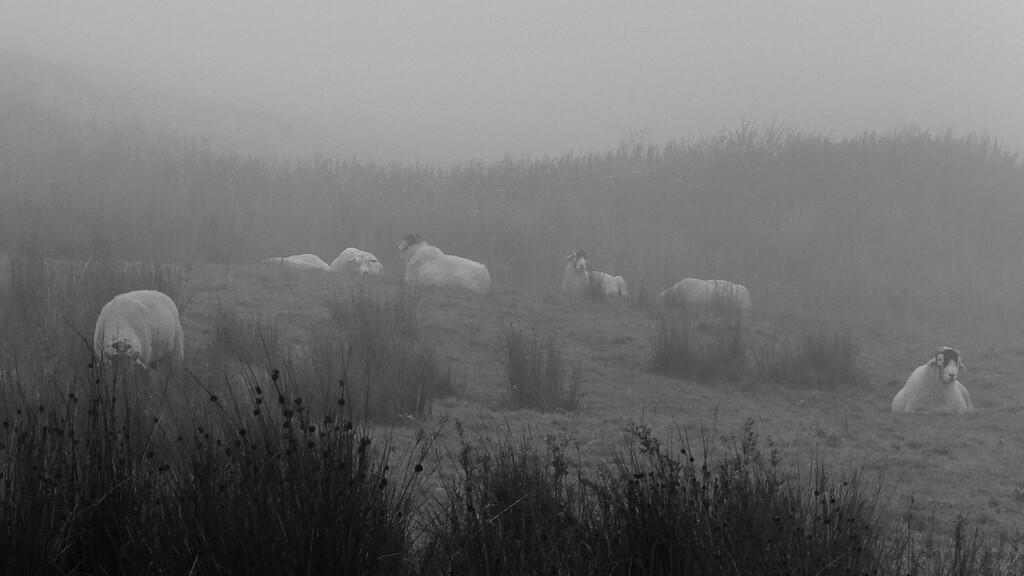 cloud of sheep by minsky365