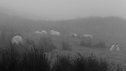 20th Sep 2024 - cloud of sheep