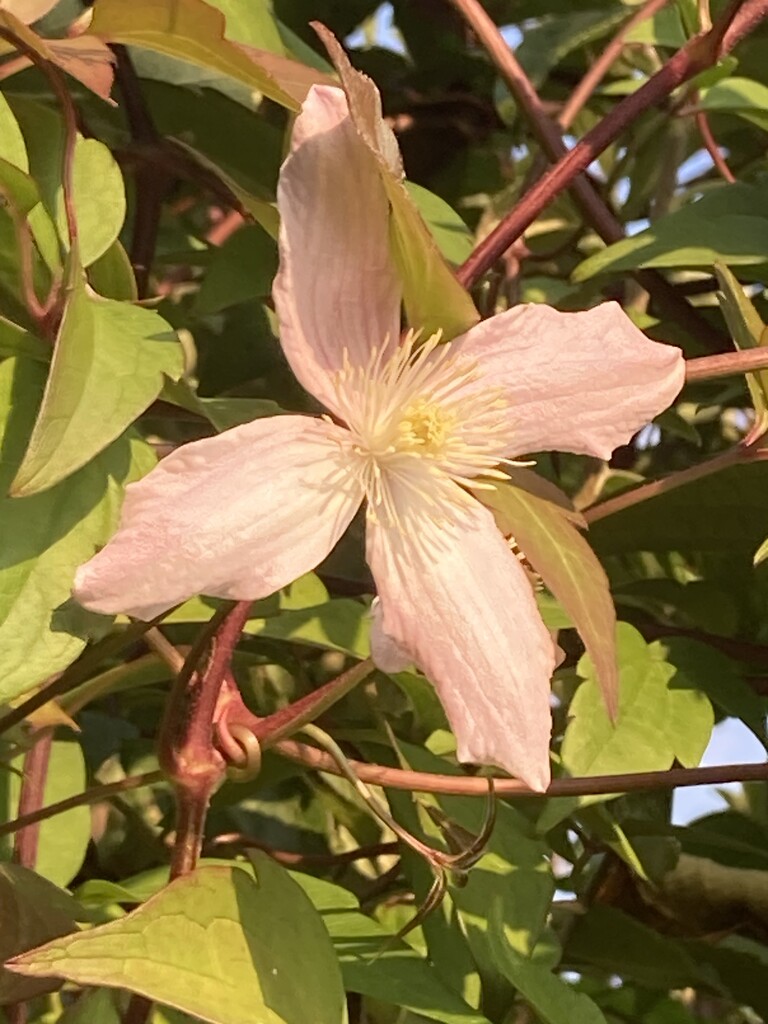 Clematis Flower  by cataylor41