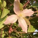 Clematis Flower 