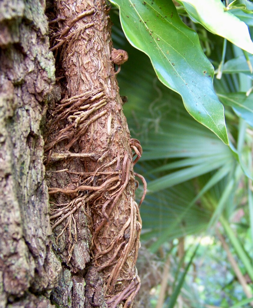 Vine Roots by kcbanning