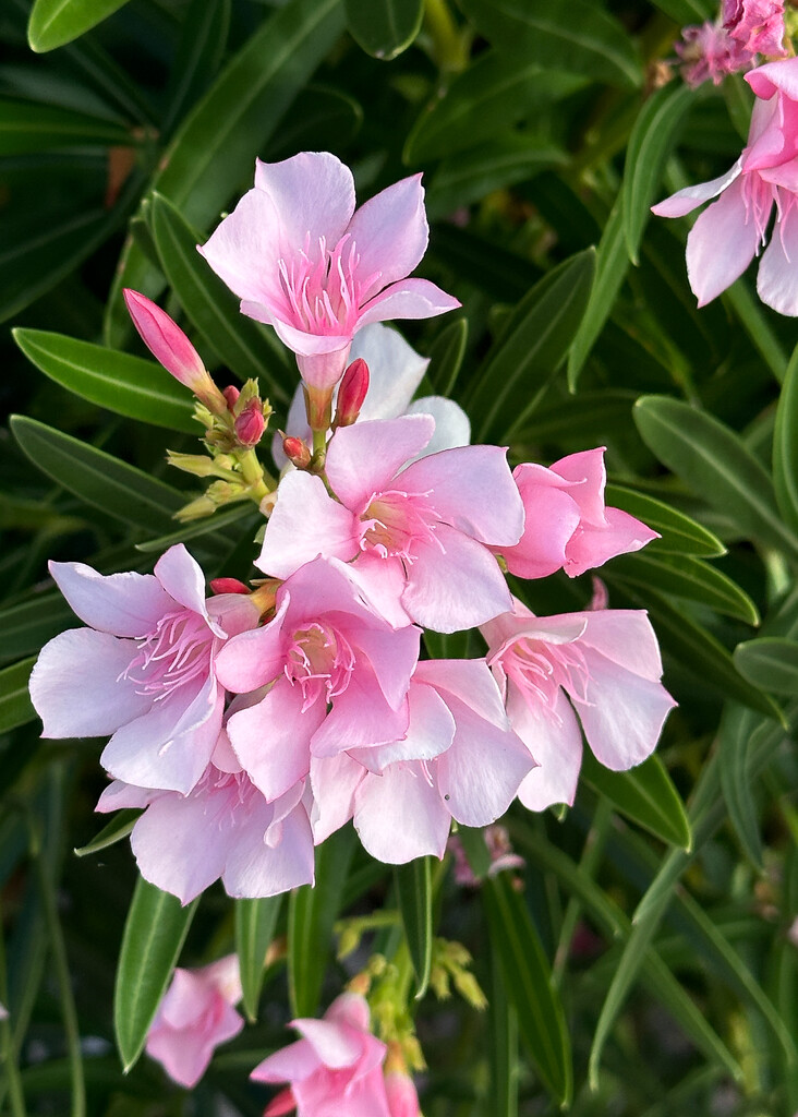 Oleander Bloom by 365projectorgbilllaing