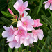 Oleander Bloom