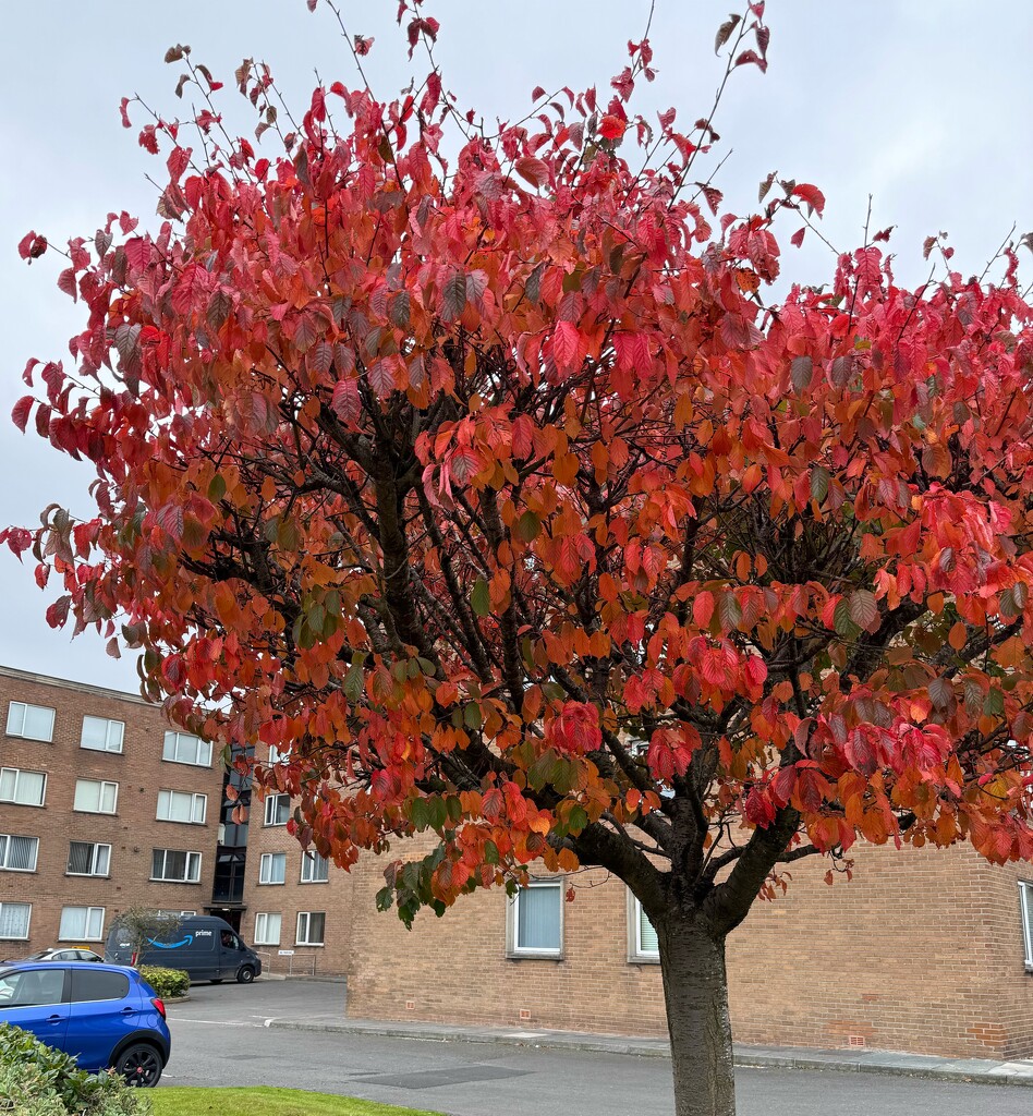 Red cherry by alison59