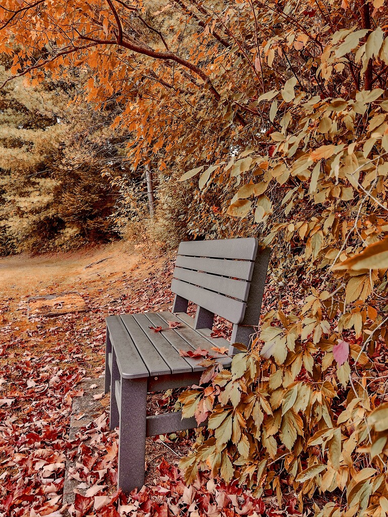 A Bench in Autumn by corinnec