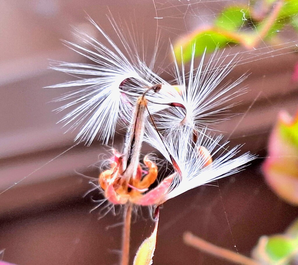 Day 344/366. Curly geranium seeds. by fairynormal