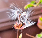 20th Sep 2024 - Day 344/366. Curly geranium seeds.