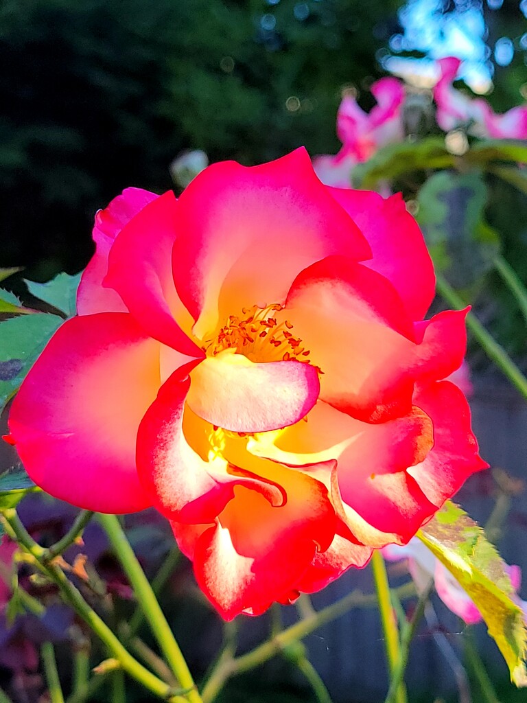 Perfect Rose by kimmer50