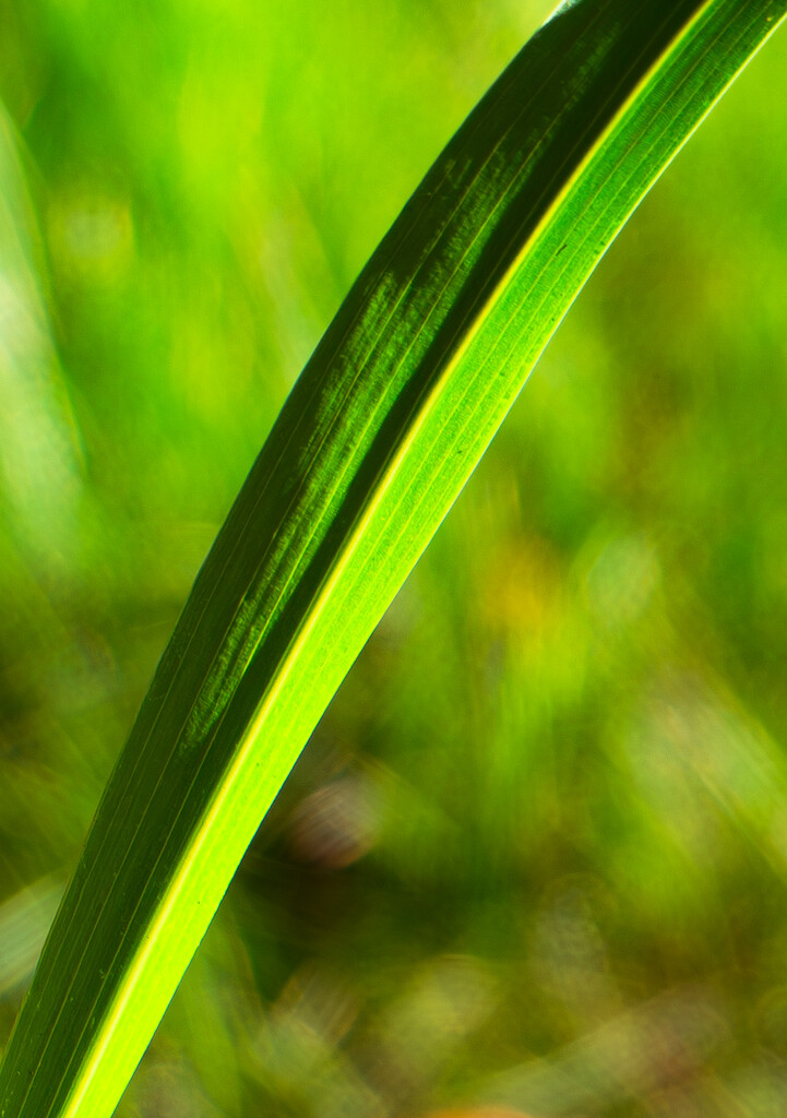 Blade Detail by veronicalevchenko