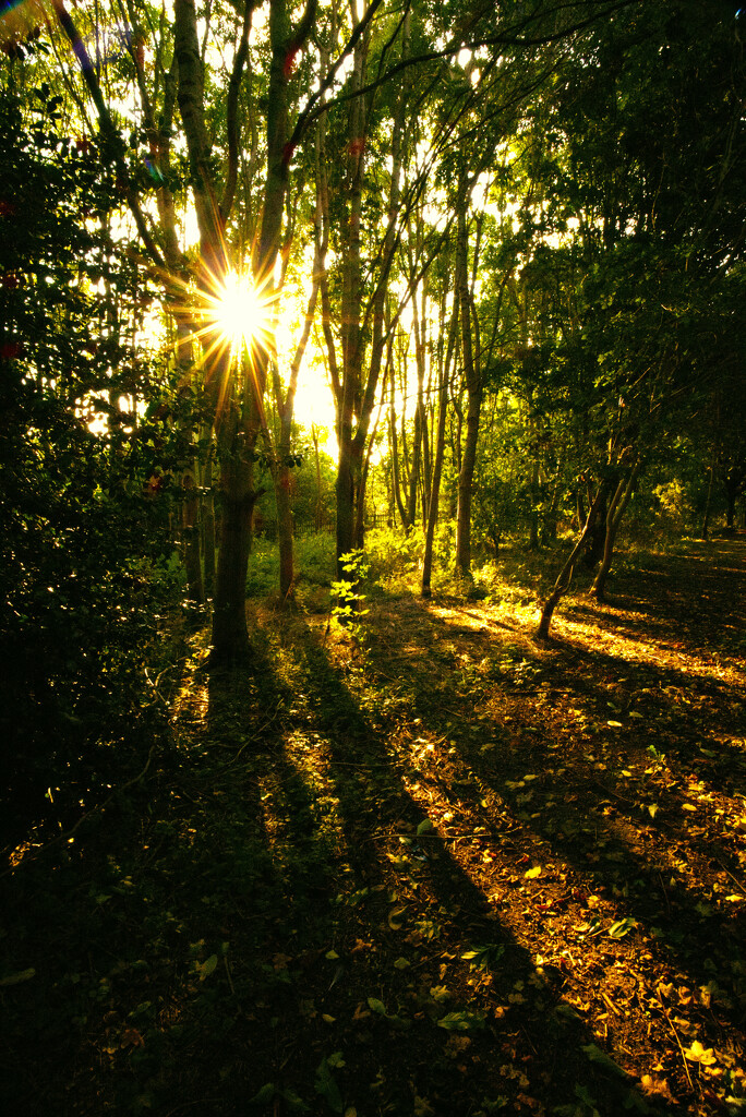 Evening sun..... by neil_ge