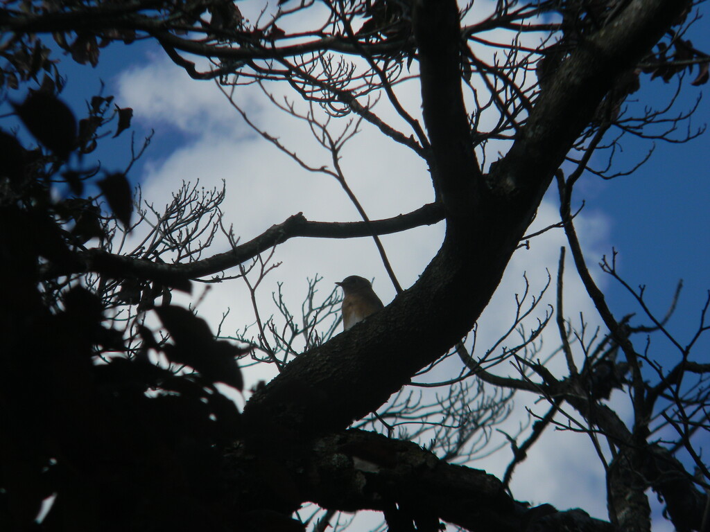 Bluebird in Tree by sfeldphotos